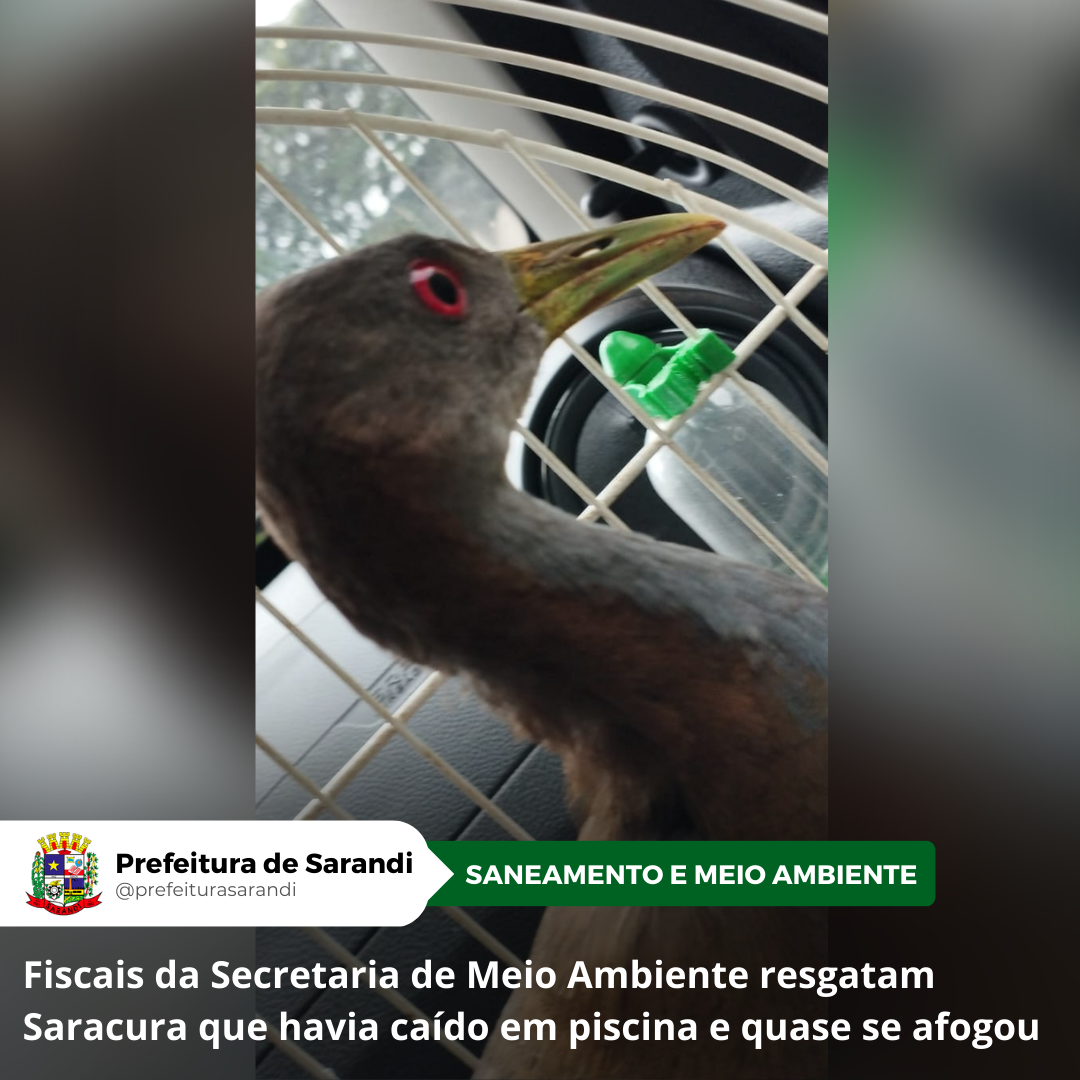 Fiscais da Secretaria de Meio Ambiente resgatam Saracura que havia caído em piscina e quase se afogou